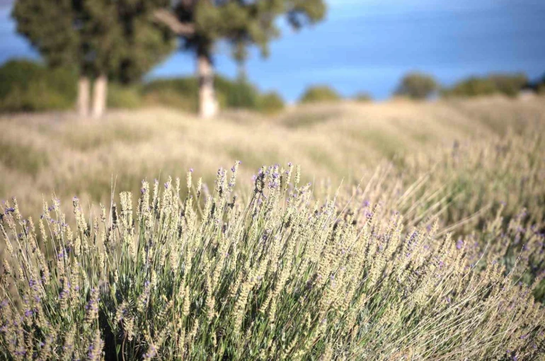 Yağmur suyuyla yetişiyor, yurt dışına ihracat ediliyor 