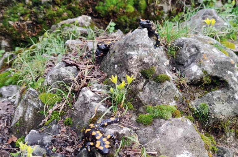 Yağmur yağışlarıyla birlikte "Doğanın gizli kahramanları" böcekler iş başı yaptı 