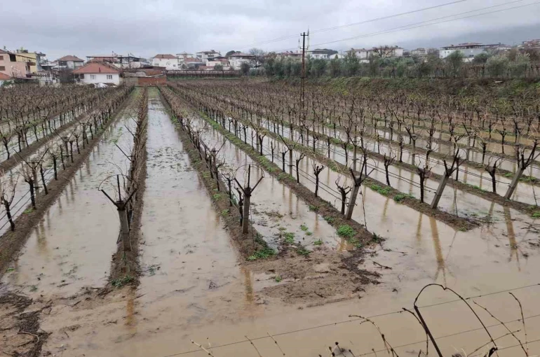 Yağmurlar bağcıların yüzünü güldürdü 