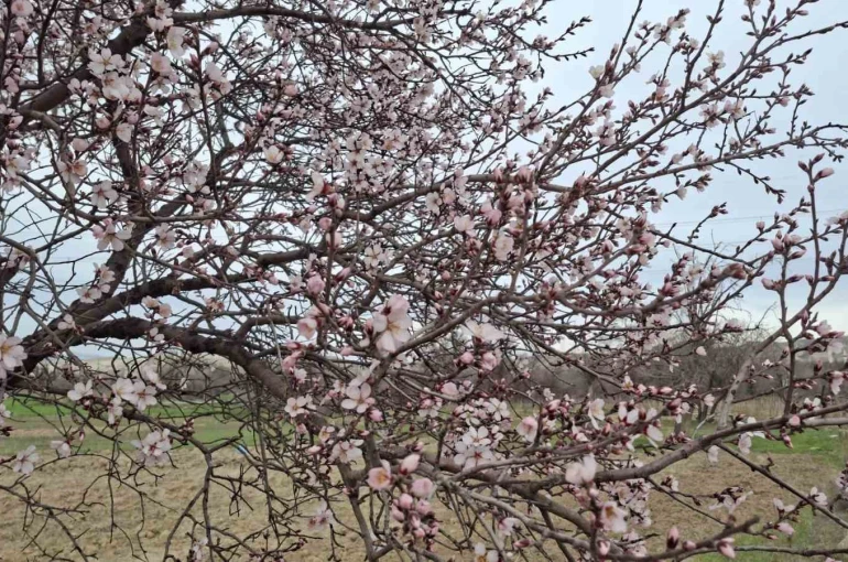 Yalancı bahara aldanan ağaçlar erkenden çiçek açtı 