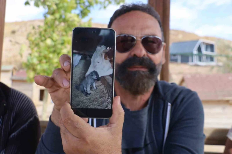 Yalnız kalan yavru kangala inek sahip çıktı 