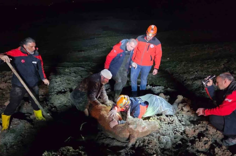 Yalova’da bataklıkta mahsur kalan vatandaş ve büyükbaş hayvanı kurtarıldı 