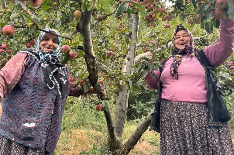 Yalova’da Dereköy elması üreticisinin yüzünü güldürdü 