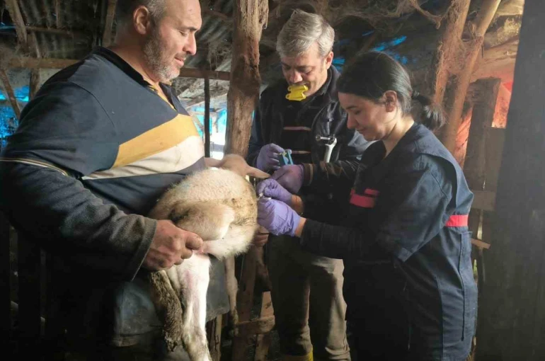 Yalova’da hayvan sağlığına yönelik çalışmalar sürüyor 