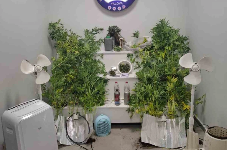 Yalova’da saklandığı evde uyuşturucu yetiştiren hükümlü yakalandı