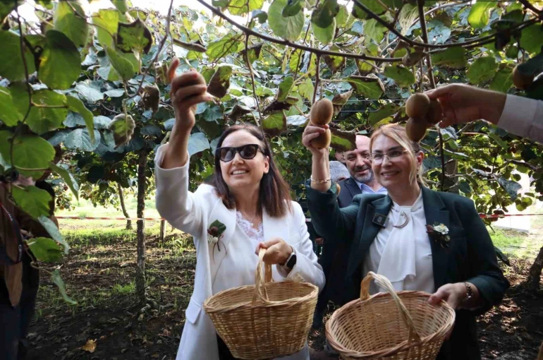 Yalova’nın coğrafi işaretli meyvesi kivide hasat sevinci 