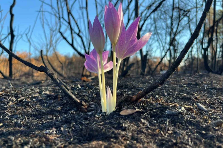 Yanan ormanda açan çiçek gönülleri ısıttı 