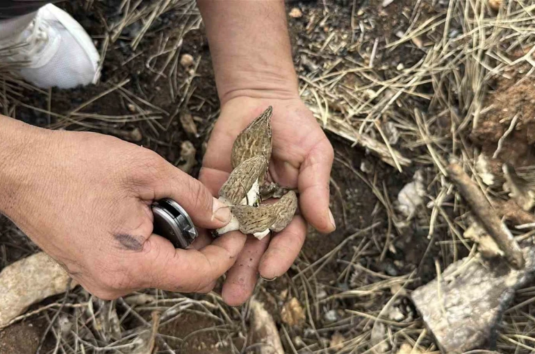Yanan ormanlık alanda kuzugöbeği mantarı bolluğu: Köylülerin gelir kaynağı oldu 