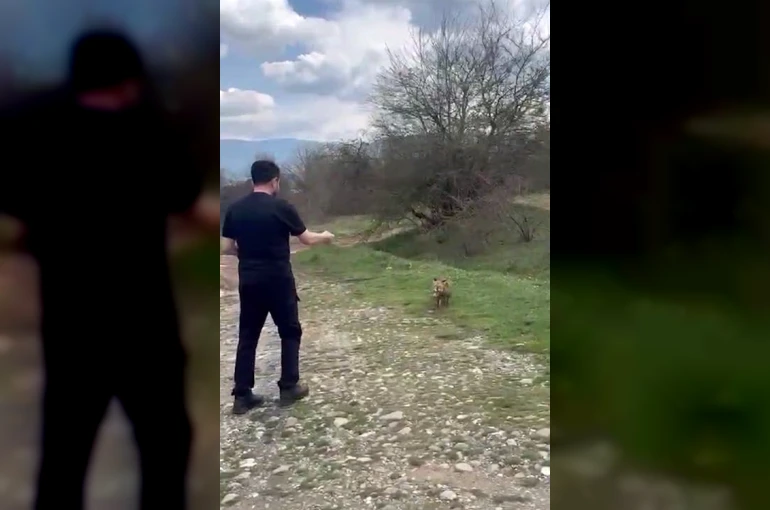 Yanına yaklaşan tilkiyi elleriyle besledi 
