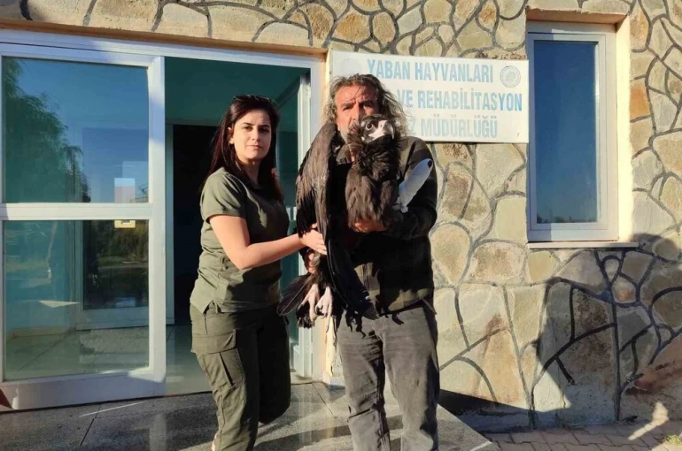 Yaralı kara akbaba yetkililere teslim edildi