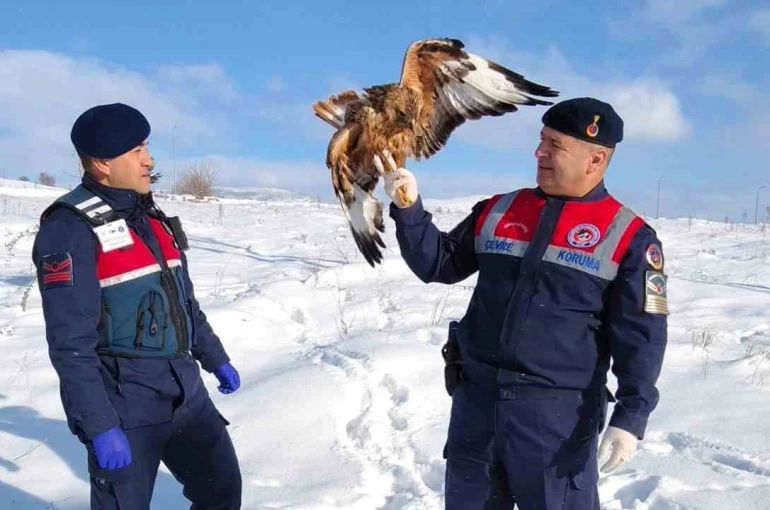 Yaralı kızıl şahin koruma altına alındı 