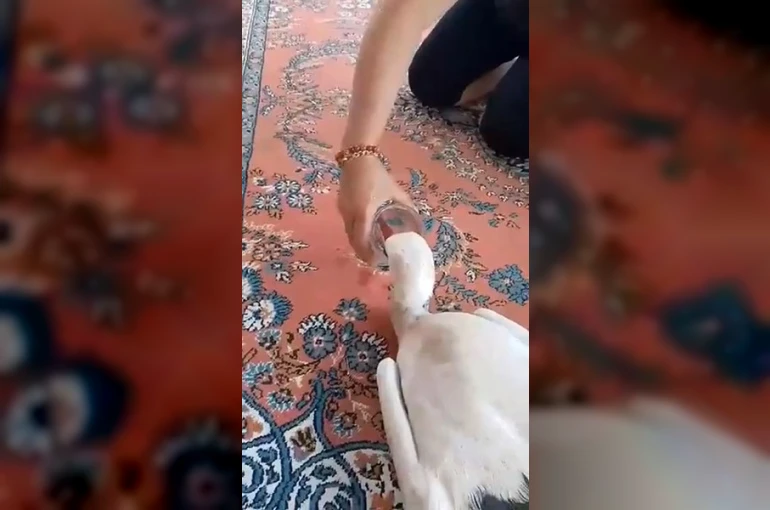 Yaralı leyleğe sahip çıktı 