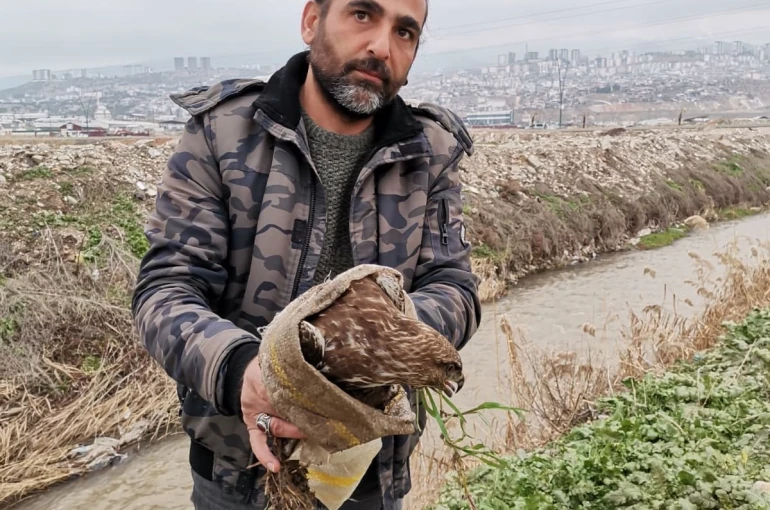 Yaralı şahin kurtarıldı 