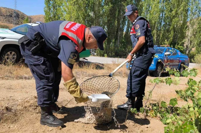 Yaralı tilki koruma altına alındı 