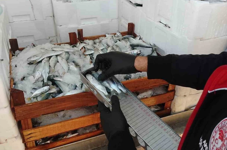 Yasal boy sınırlarının altında avlanılan lüfer ve istavritlere el konuldu