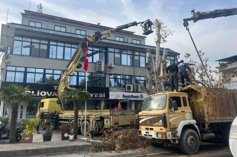 Yaşı 200’e yaklaşan çınar ağacı budandı 