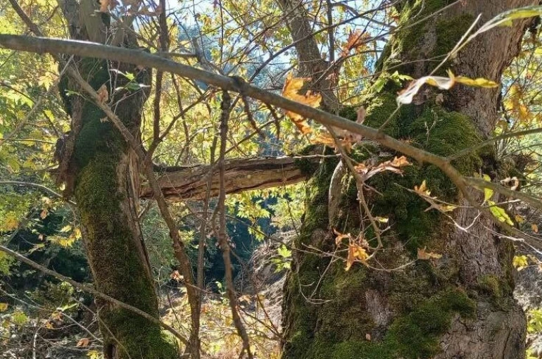 Yaşlı çınar küçük çınara kucak açtı 