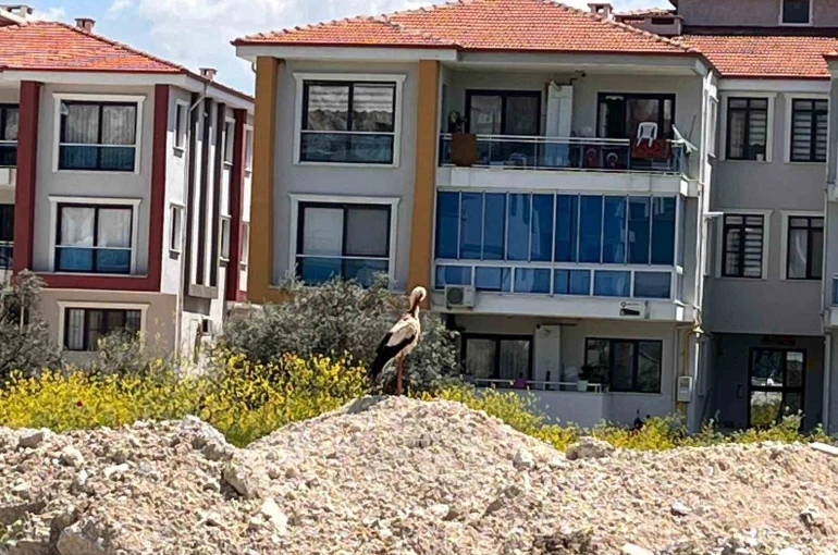 Yatağan’ı leylekler mesken tuttu 