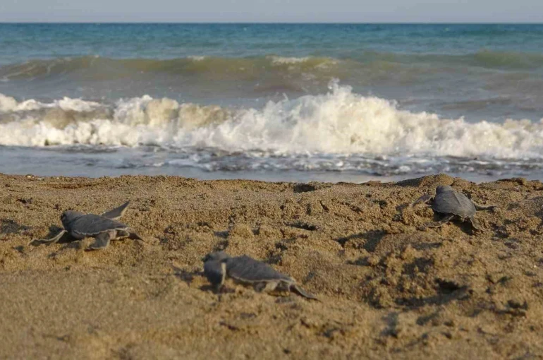 Yavru caretta carettların çıkışları tamamlandı: 210 bin yavru denizle buluştu