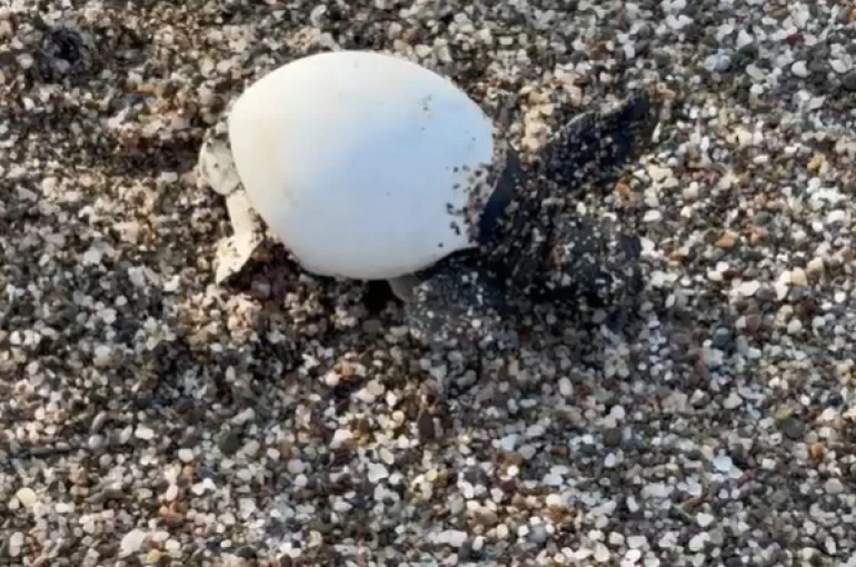 Yavru carettalar yumurtalardan çıkıp denizle buluştu 