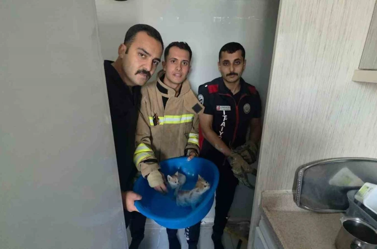Yavru kediler duvarın kırılmasıyla kurtarıldılar 
