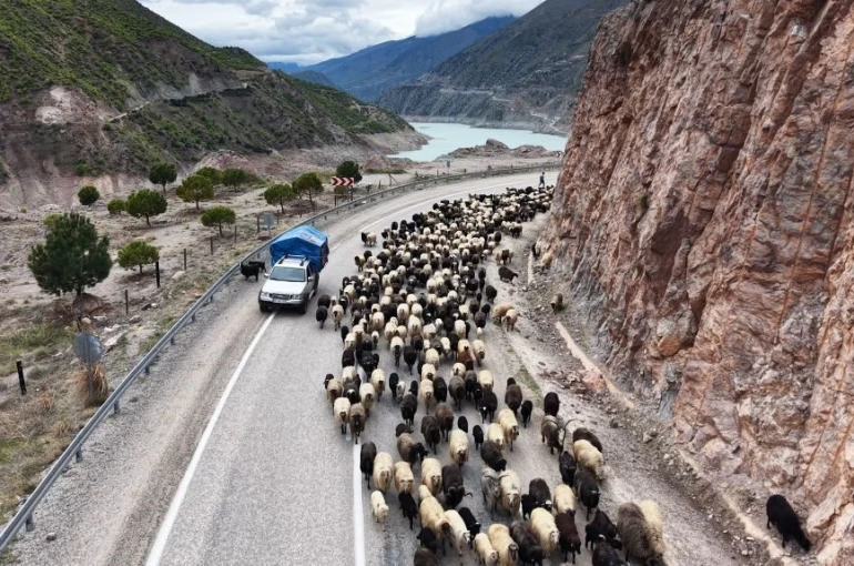 Yayla yolunda zorlu göçler başladı 