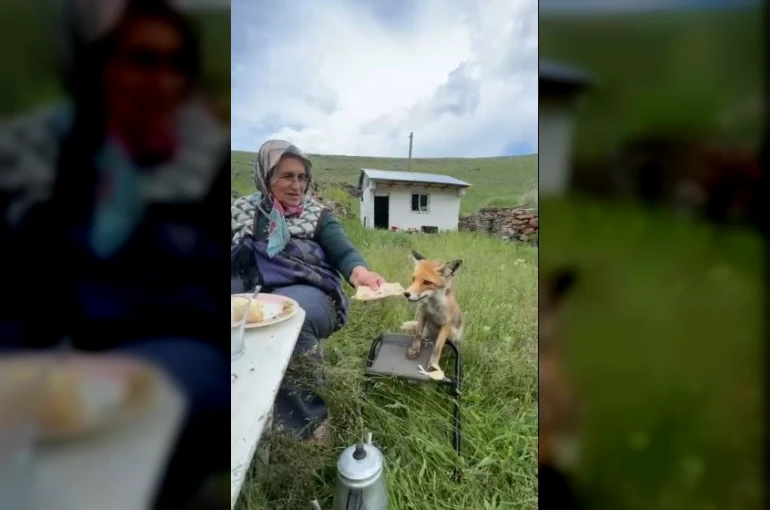 Yaylada Sedriye ninenin sofrasına oturan tilki, ikram edilen ekmeği yemedi 
