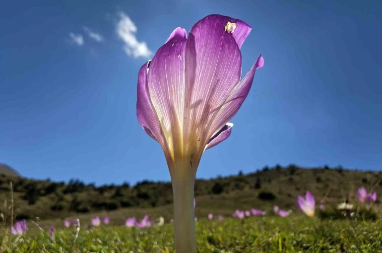 Yaylalarda kışın habercisi ‘vargit’ler kendini gösterdi