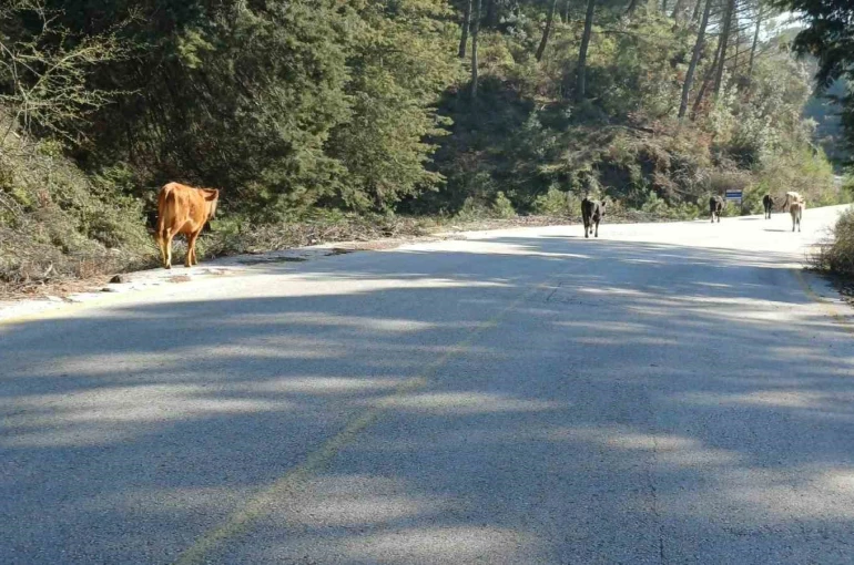 Yem fiyatları arttı, salma besicilik yeniden değer kazandı 