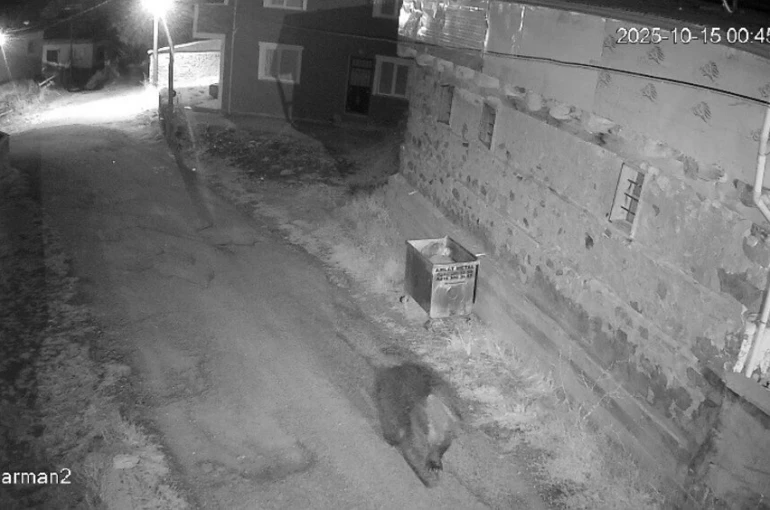 Yemek artıkları ayıların uyku düzenin bozdu, ayılar yerleşim yerlerine dadandı 