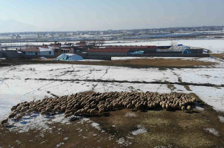 Yeni doğan kuzularla birlikte besicilerde tatlı telaş yaşanıyor