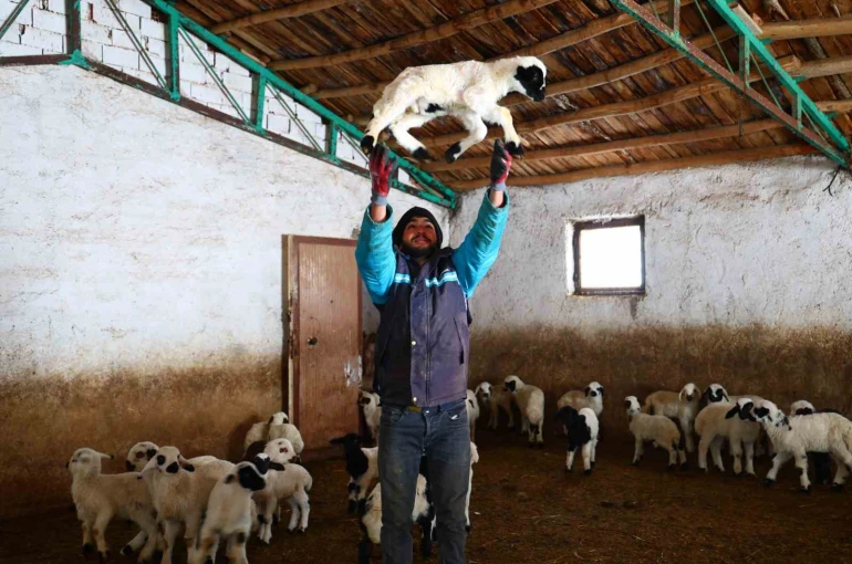 Yeni yıl bereketiyle geldi: Soğuk hava ile birlikte kuzu doğumları arttı 