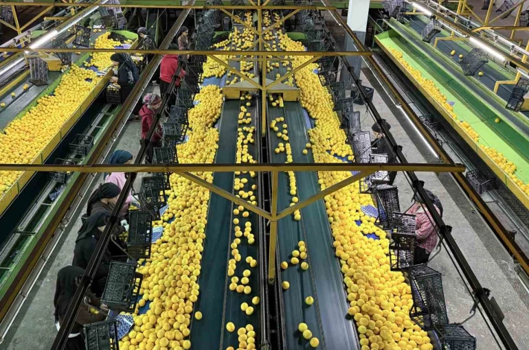 Yeni yıl öncesi narenciyede yoğun hasat 