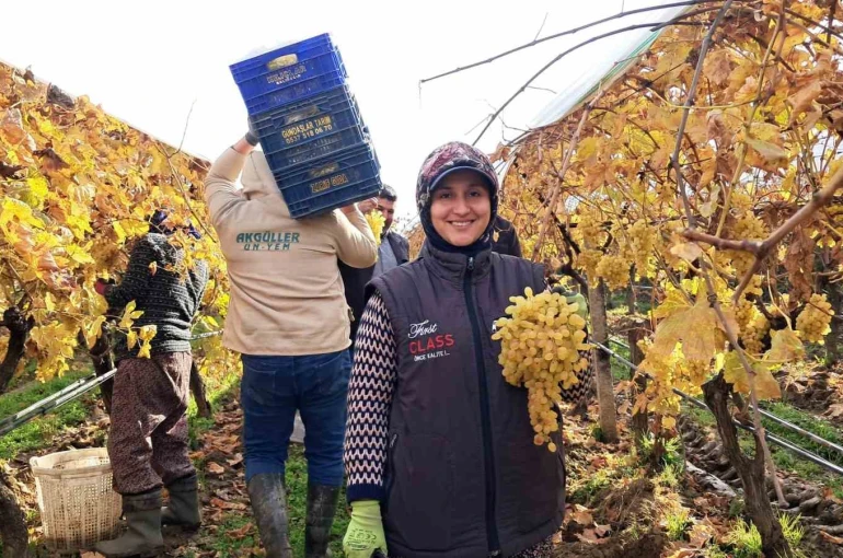 Yeni yıl üzümleri yola çıkmaya başladı 