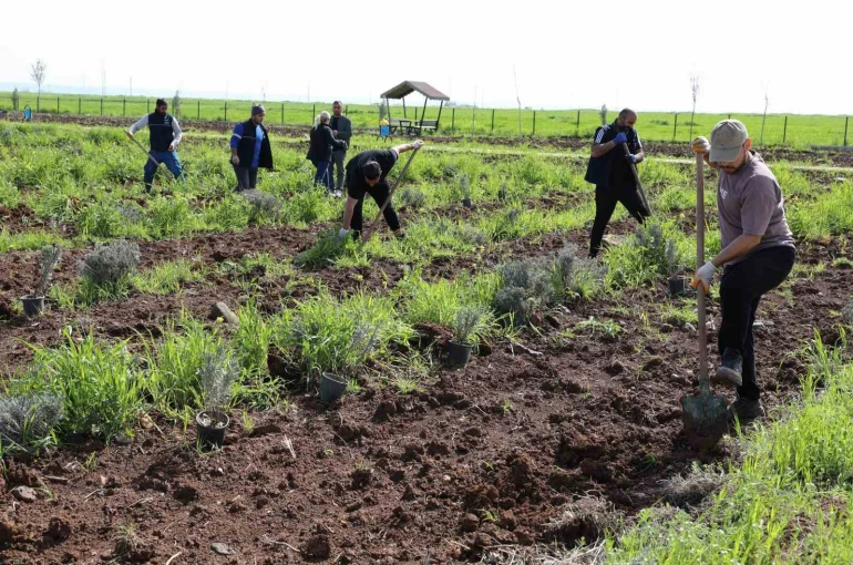 Yenişehir’de lavanta mevsimi başlıyor 