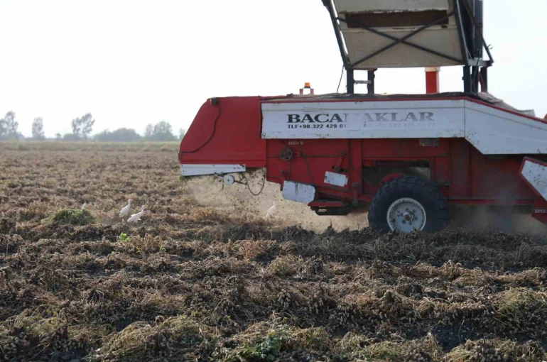 Yer fıstığında hasat: Üreticinin yüzü güldü, kuşlar da şölene katıldı 