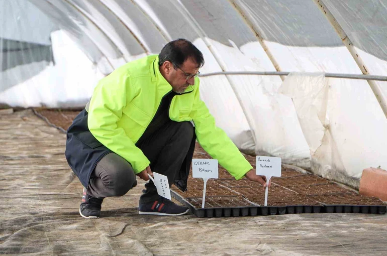 Yerel tohum toprakla buluştu, 300 bin fide çiftçilere ücretsiz dağıtılacak 