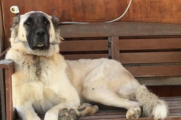 Yerleşim yerinde açılan ateş köpeği vurdu, inceleme başlatıldı 