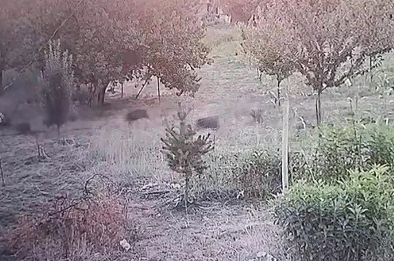 Yerleşim yerine inen domuz sürüsü kameraya yansıdı