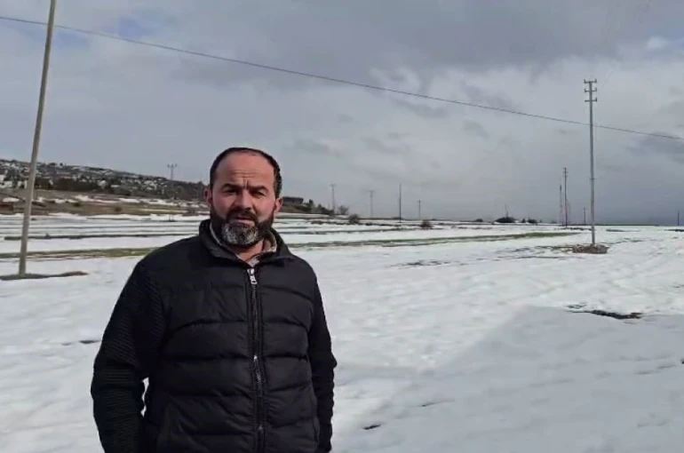 Yerleşim yerine inen kurdun rahat tavırları dikkat çekti