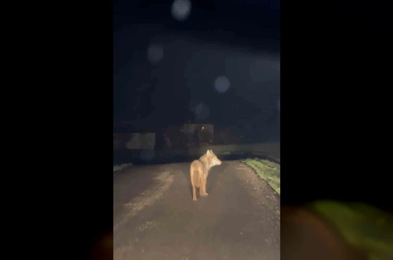 Yerleşim yerine inen kurt cep telefonu ile görüntülendi 