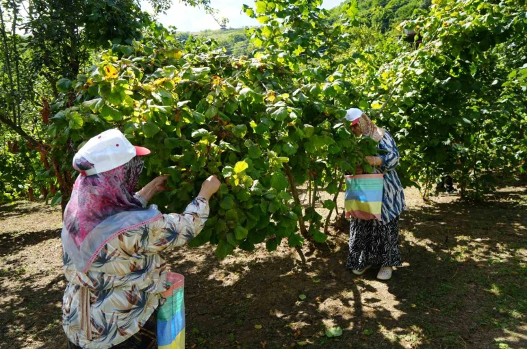 Yeşil altında orta kesim hasadı başladı: Samsun’da 115 bin ton fındık bekleniyor 