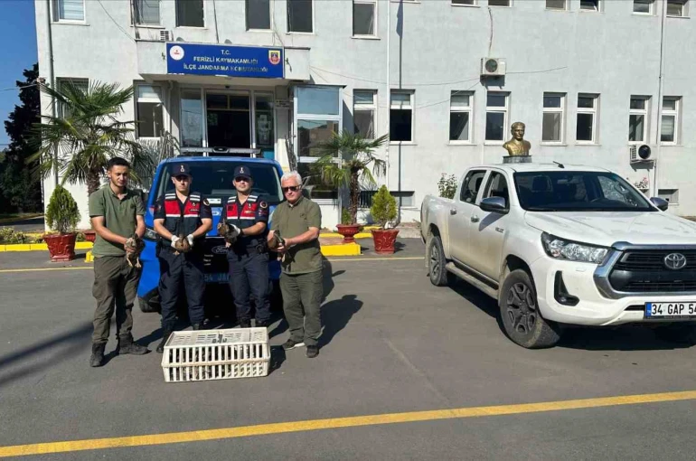 Yeşilbaşlı yaban ördeklerini avda mühre olarak kullanan avcılara 64 bin lira ceza