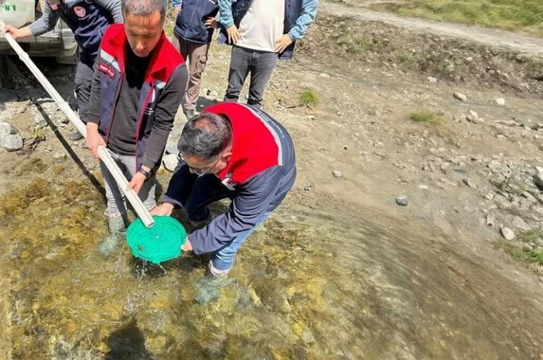 Yığılca’da derelere 50 bin kırmızı benekli alabalık yavrusu bırakıldı 