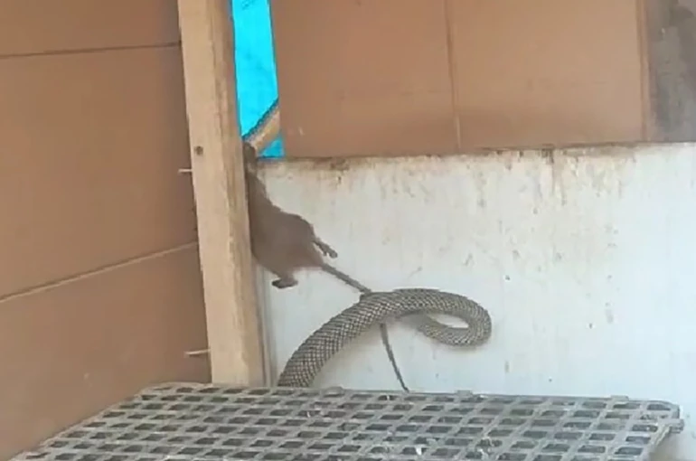 Yılanın fareyi yakaladığı anlar kamerada 