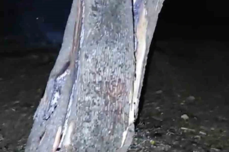 Yıldırım düşen 50 yaşındaki ağaç ortadan ikiye bölündü 