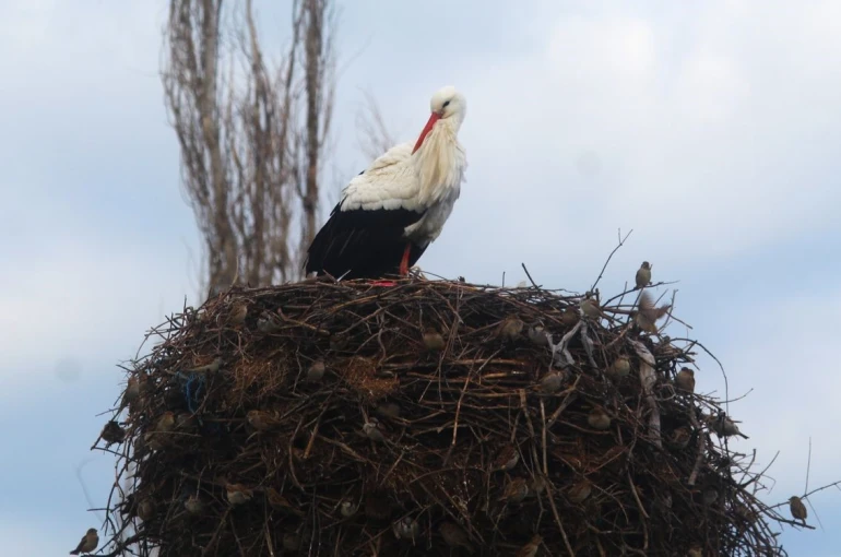 Yılın ilk leylekleri gelmeye başladı, ilk gören 1 çuval unu kaptı 