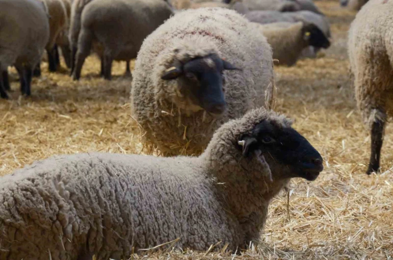 Yılların Merinos Koyunu’na yeni etçil rakip geldi: Bandırma Koyunu