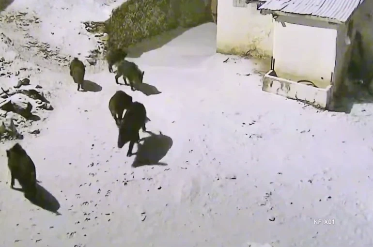 Yiyecek arayan domuz sürüsü köye indi 