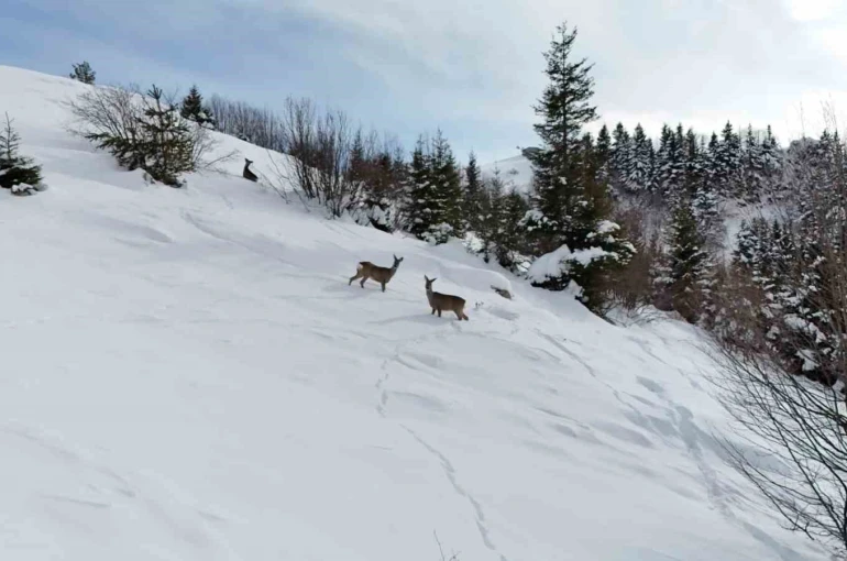 Yiyecek arayan karacalar Kulakkaya Yaylası’nda görüntülendi 